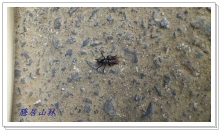 «ö¦¹¦b·sµøµ¡ÂsÄý¹Ï¤ù