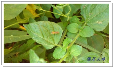 «ö¦¹¦b·sµøµ¡ÂsÄý¹Ï¤ù