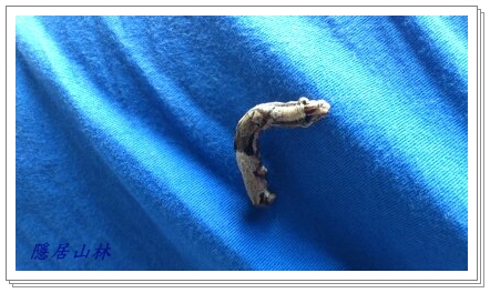 «ö¦¹¦b·sµøµ¡ÂsÄý¹Ï¤ù