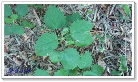 «ö¦¹¦b·sµøµ¡ÂsÄý¹Ï¤ù