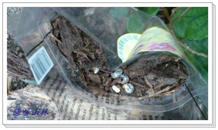 «ö¦¹¦b·sµøµ¡ÂsÄý¹Ï¤ù