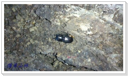 «ö¦¹¦b·sµøµ¡ÂsÄý¹Ï¤ù