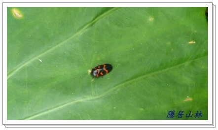 «ö¦¹¦b·sµøµ¡ÂsÄý¹Ï¤ù