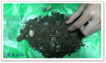 «ö¦¹¦b·sµøµ¡ÂsÄý¹Ï¤ù