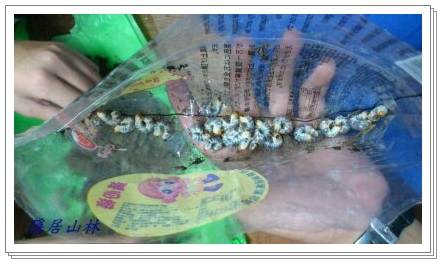 «ö¦¹¦b·sµøµ¡ÂsÄý¹Ï¤ù