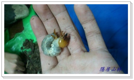 «ö¦¹¦b·sµøµ¡ÂsÄý¹Ï¤ù