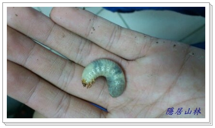 «ö¦¹¦b·sµøµ¡ÂsÄý¹Ï¤ù