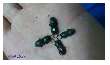 «ö¦¹¦b·sµøµ¡ÂsÄý¹Ï¤ù