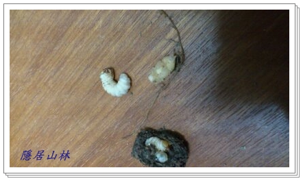 «ö¦¹¦b·sµøµ¡ÂsÄý¹Ï¤ù