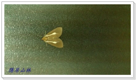 «ö¦¹¦b·sµøµ¡ÂsÄý¹Ï¤ù