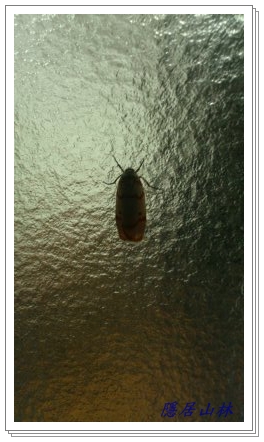 «ö¦¹¦b·sµøµ¡ÂsÄý¹Ï¤ù