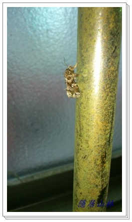 «ö¦¹¦b·sµøµ¡ÂsÄý¹Ï¤ù