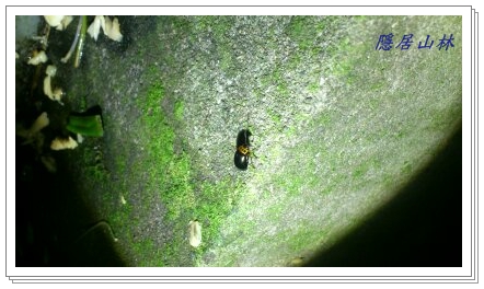 «ö¦¹¦b·sµøµ¡ÂsÄý¹Ï¤ù