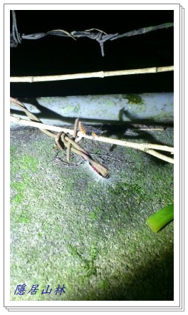 «ö¦¹¦b·sµøµ¡ÂsÄý¹Ï¤ù