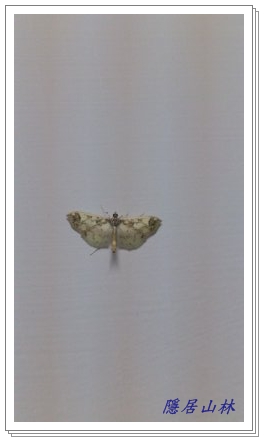 «ö¦¹¦b·sµøµ¡ÂsÄý¹Ï¤ù