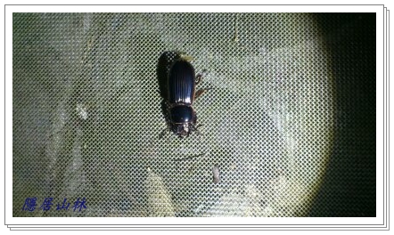 «ö¦¹¦b·sµøµ¡ÂsÄý¹Ï¤ù