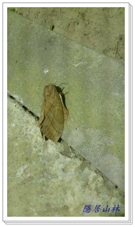 «ö¦¹¦b·sµøµ¡ÂsÄý¹Ï¤ù