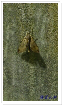 «ö¦¹¦b·sµøµ¡ÂsÄý¹Ï¤ù