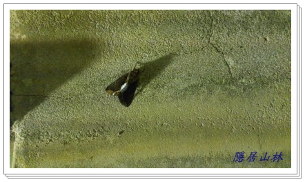 «ö¦¹¦b·sµøµ¡ÂsÄý¹Ï¤ù