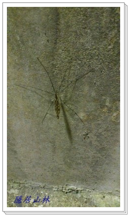 «ö¦¹¦b·sµøµ¡ÂsÄý¹Ï¤ù