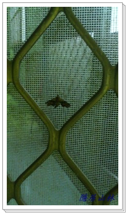 «ö¦¹¦b·sµøµ¡ÂsÄý¹Ï¤ù