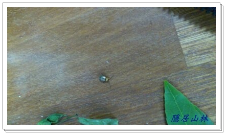 «ö¦¹¦b·sµøµ¡ÂsÄý¹Ï¤ù