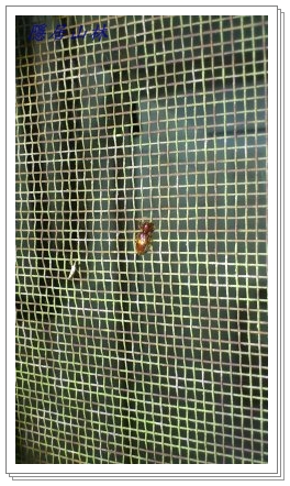 «ö¦¹¦b·sµøµ¡ÂsÄý¹Ï¤ù