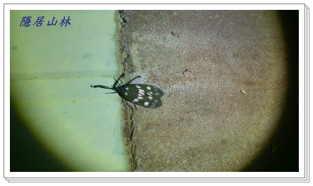 «ö¦¹¦b·sµøµ¡ÂsÄý¹Ï¤ù