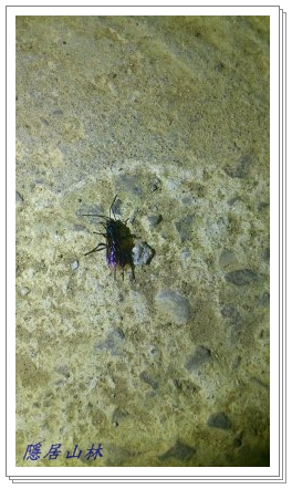 «ö¦¹¦b·sµøµ¡ÂsÄý¹Ï¤ù