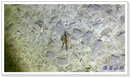 «ö¦¹¦b·sµøµ¡ÂsÄý¹Ï¤ù