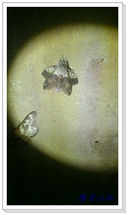 «ö¦¹¦b·sµøµ¡ÂsÄý¹Ï¤ù