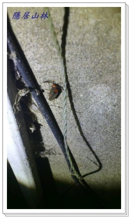 «ö¦¹¦b·sµøµ¡ÂsÄý¹Ï¤ù