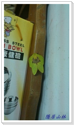 «ö¦¹¦b·sµøµ¡ÂsÄý¹Ï¤ù