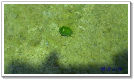 «ö¦¹¦b·sµøµ¡ÂsÄý¹Ï¤ù