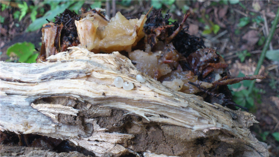 «ö¦¹¦b·sµøµ¡ÂsÄý¹Ï¤ù