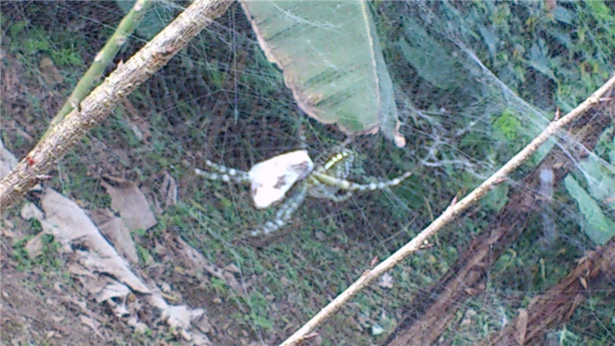 «ö¦¹¦b·sµøµ¡ÂsÄý¹Ï¤ù