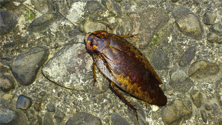 «ö¦¹¦b·sµøµ¡ÂsÄý¹Ï¤ù