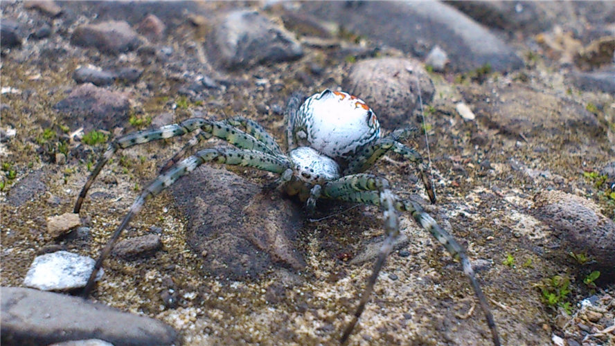 «ö¦¹¦b·sµøµ¡ÂsÄý¹Ï¤ù