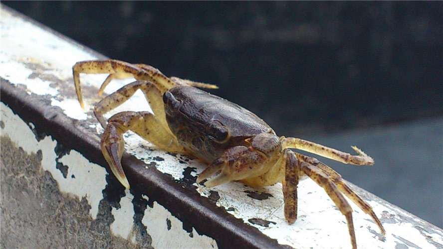 «ö¦¹¦b·sµøµ¡ÂsÄý¹Ï¤ù