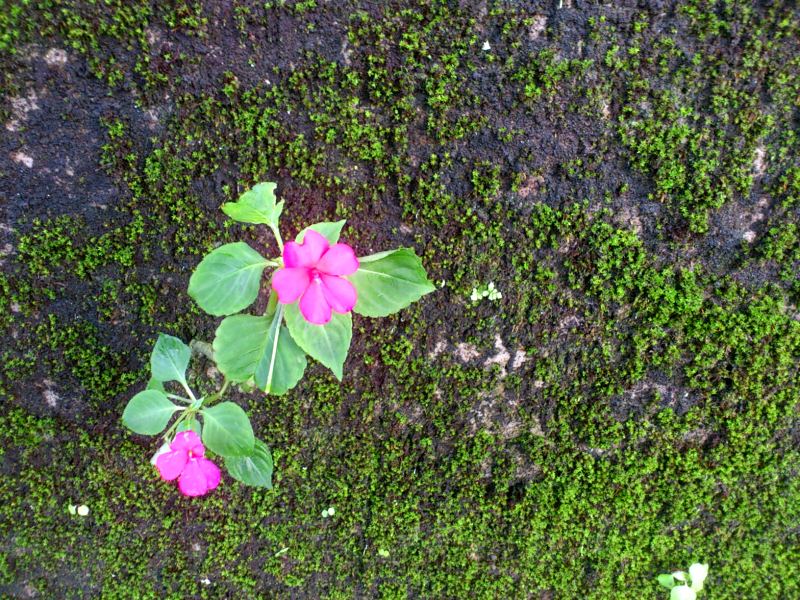 «ö¦¹¦b·sµøµ¡ÂsÄý¹Ï¤ù