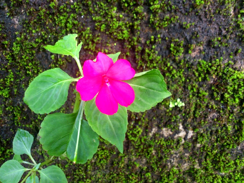 «ö¦¹¦b·sµøµ¡ÂsÄý¹Ï¤ù