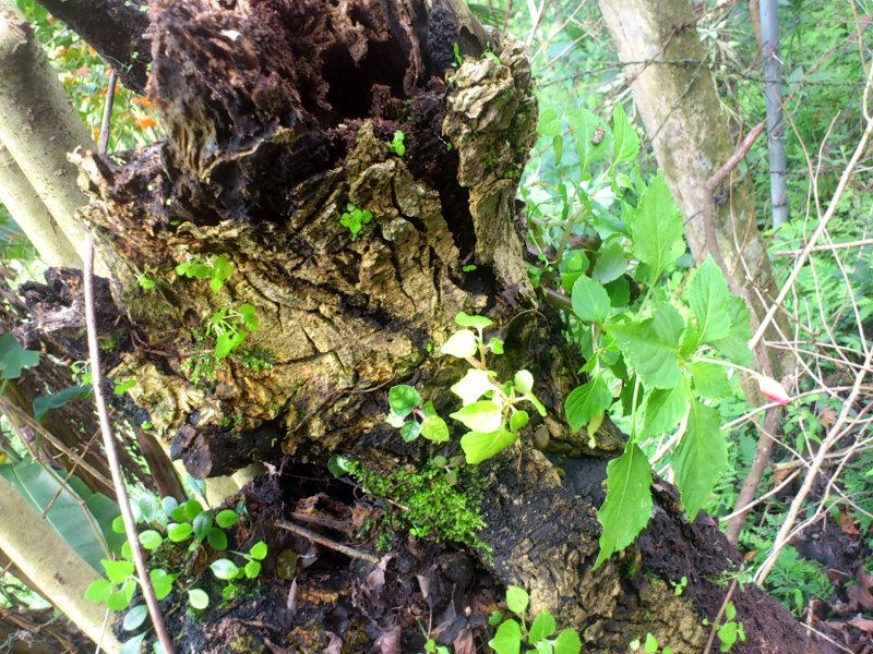 «ö¦¹¦b·sµøµ¡ÂsÄý¹Ï¤ù