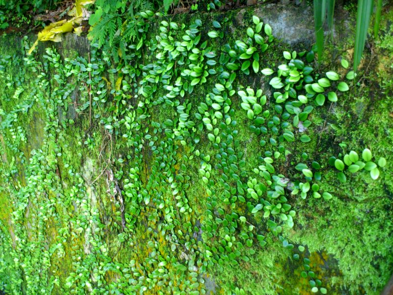 «ö¦¹¦b·sµøµ¡ÂsÄý¹Ï¤ù