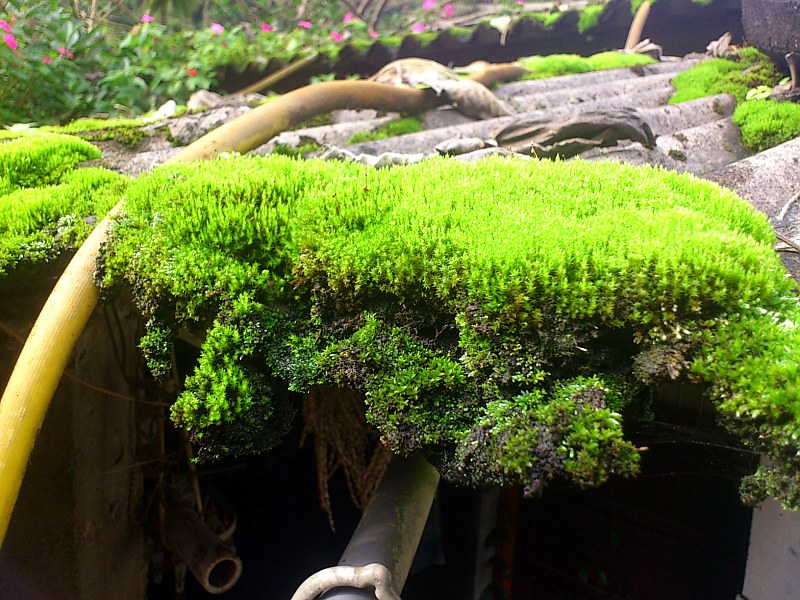 «ö¦¹¦b·sµøµ¡ÂsÄý¹Ï¤ù