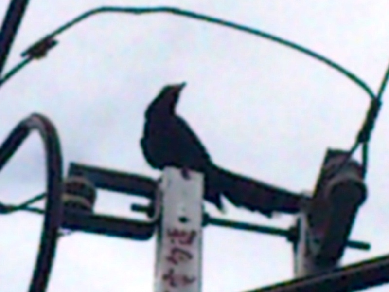 «ö¦¹¦b·sµøµ¡ÂsÄý¹Ï¤ù