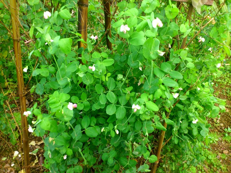 «ö¦¹¦b·sµøµ¡ÂsÄý¹Ï¤ù