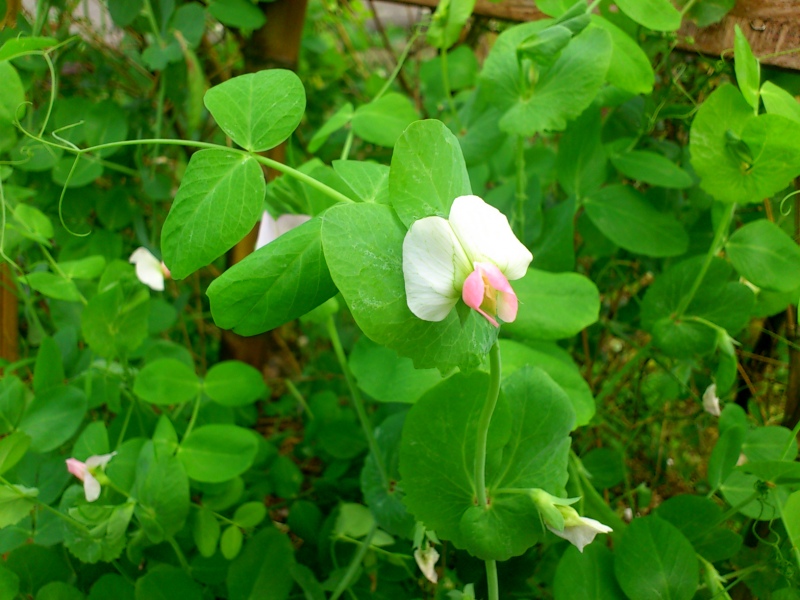 «ö¦¹¦b·sµøµ¡ÂsÄý¹Ï¤ù