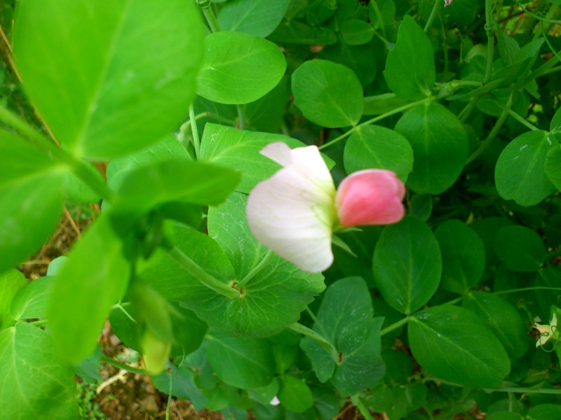 «ö¦¹¦b·sµøµ¡ÂsÄý¹Ï¤ù