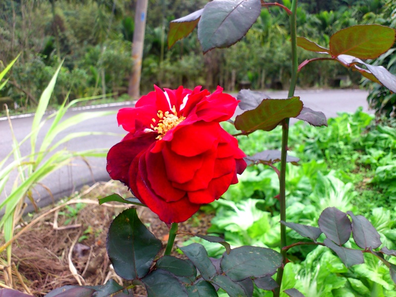 «ö¦¹¦b·sµøµ¡ÂsÄý¹Ï¤ù