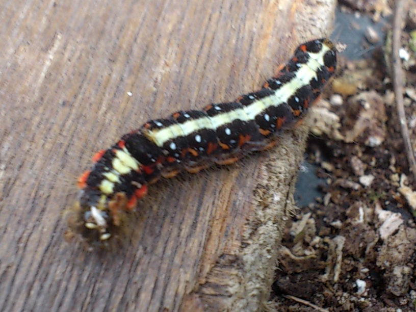 «ö¦¹¦b·sµøµ¡ÂsÄý¹Ï¤ù